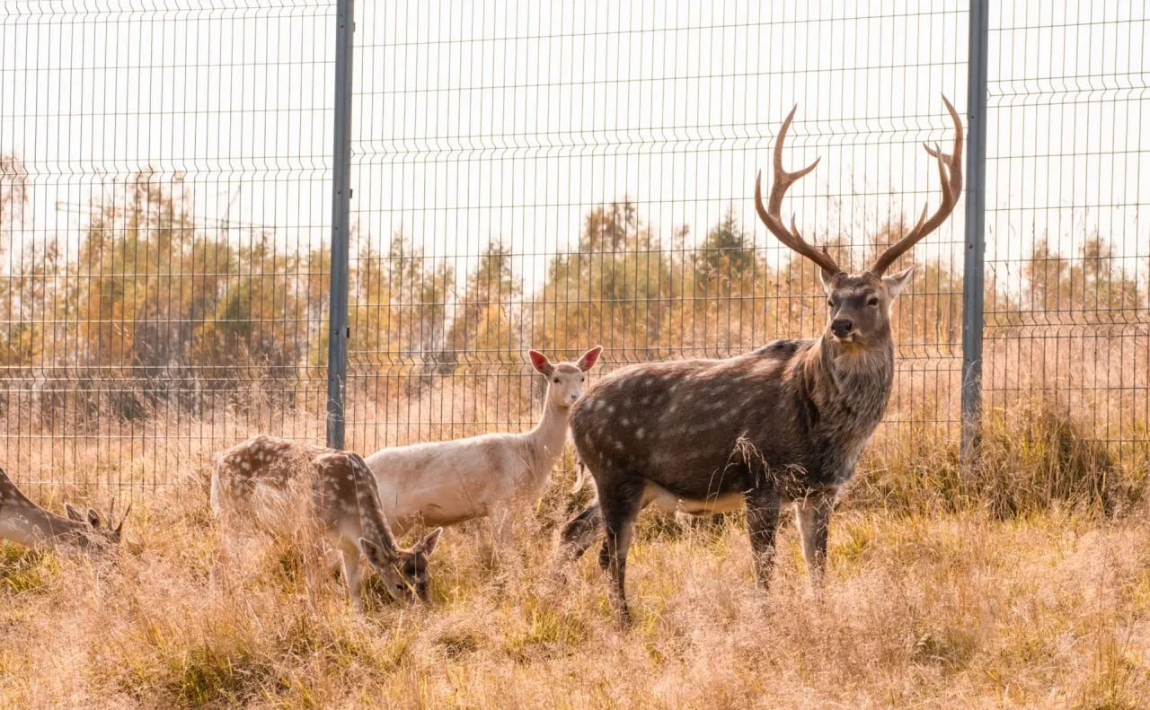 Deer park in Russian countryside