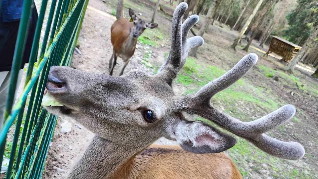 Countryside Farm & Husky adventure COMBO