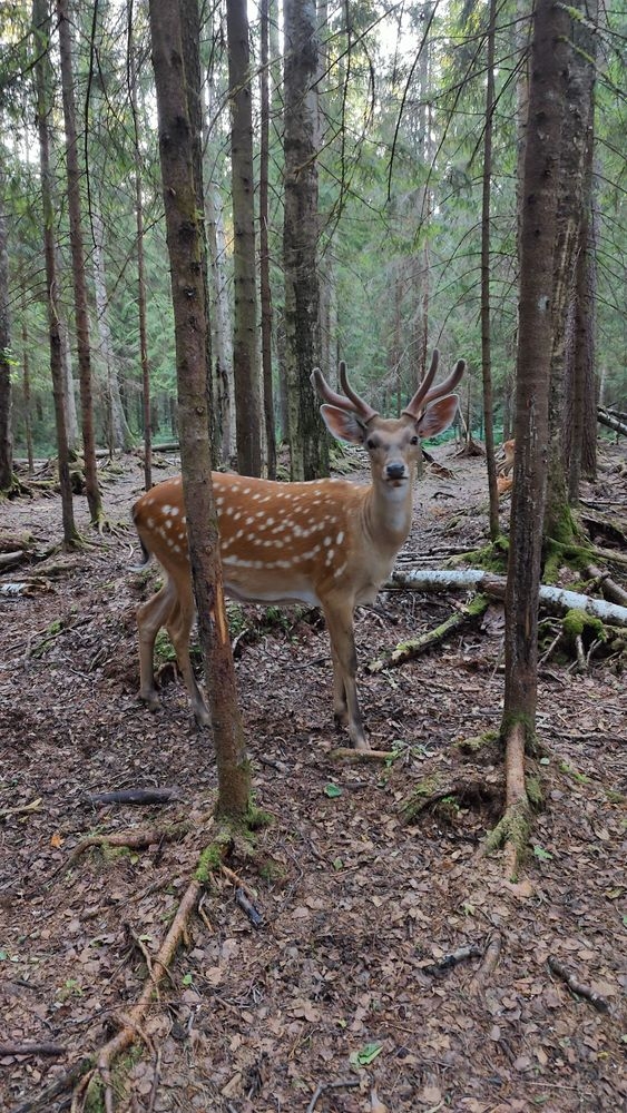 Deer park in Russian countryside