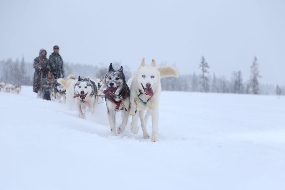 Husky